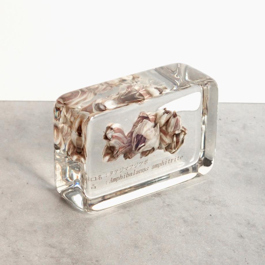 タテジマフジツボ樹脂封入標本 M (木製標本箱入り) | 7枚目