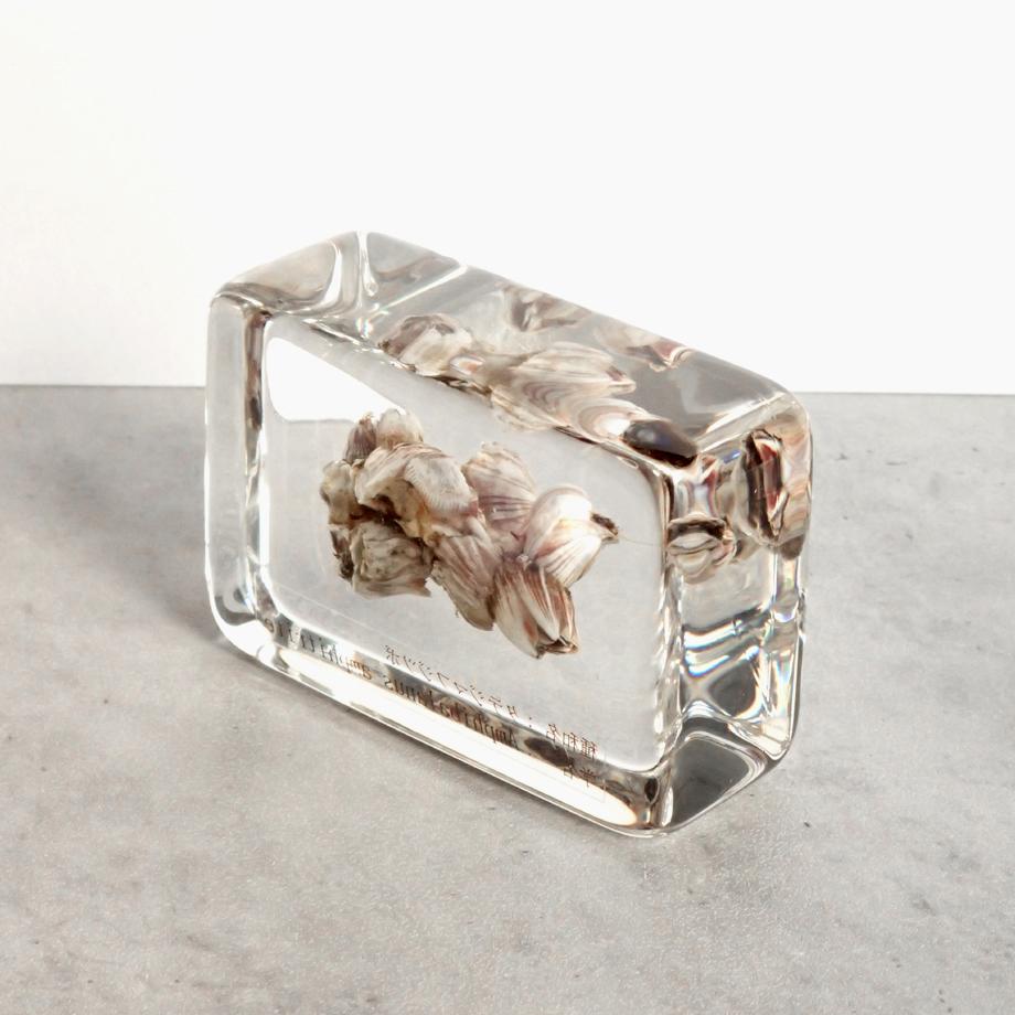 タテジマフジツボ樹脂封入標本 M (木製標本箱入り) | 8枚目