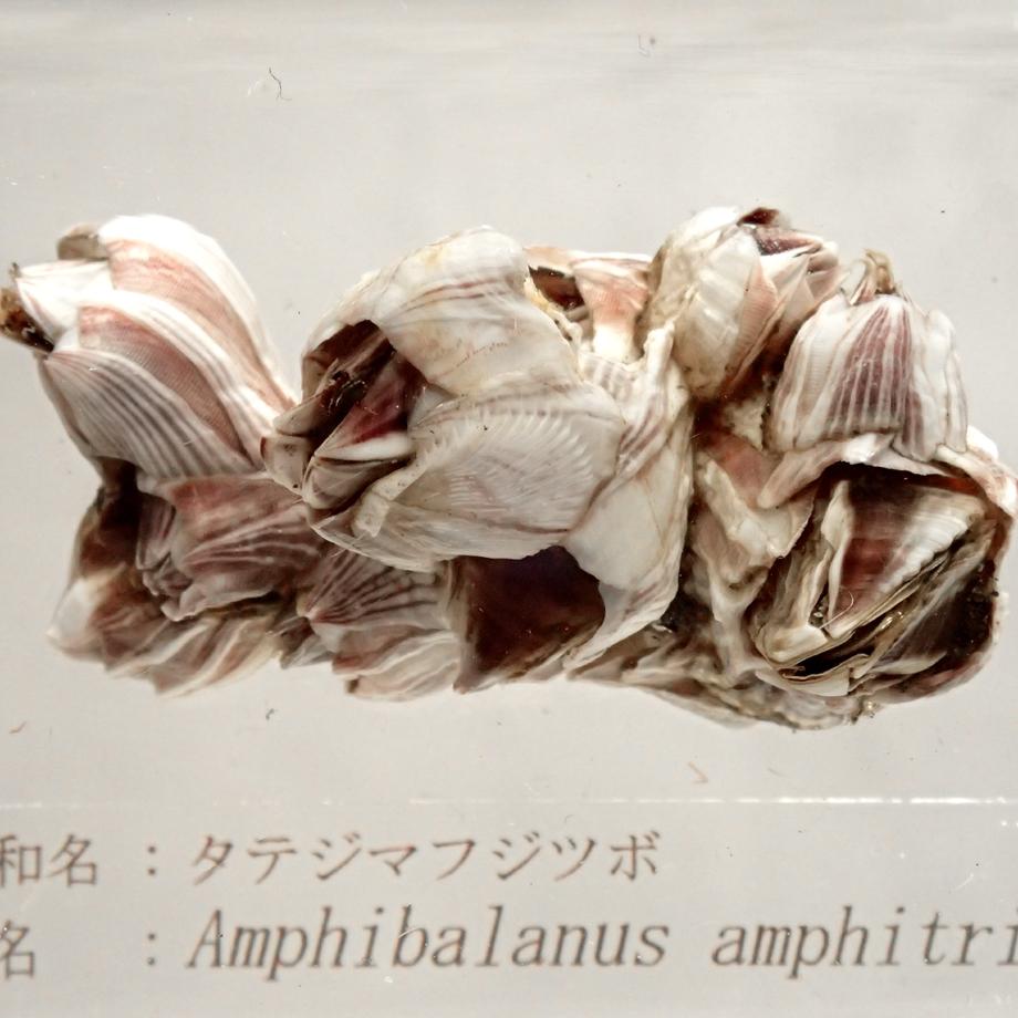 タテジマフジツボ樹脂封入標本 M (木製標本箱入り) | 9枚目