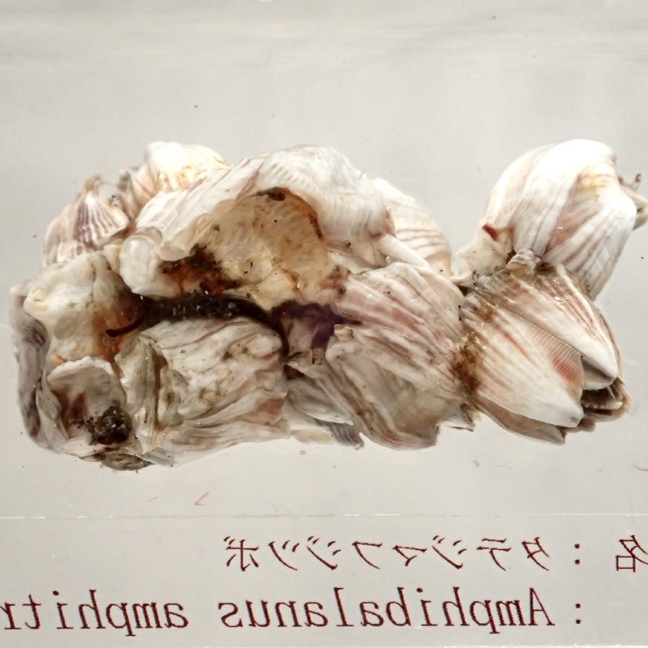 タテジマフジツボ樹脂封入標本 M (木製標本箱入り) | 10枚目