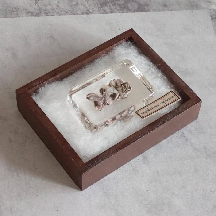 タテジマフジツボ樹脂封入標本 M (木製標本箱入り) | 11枚目