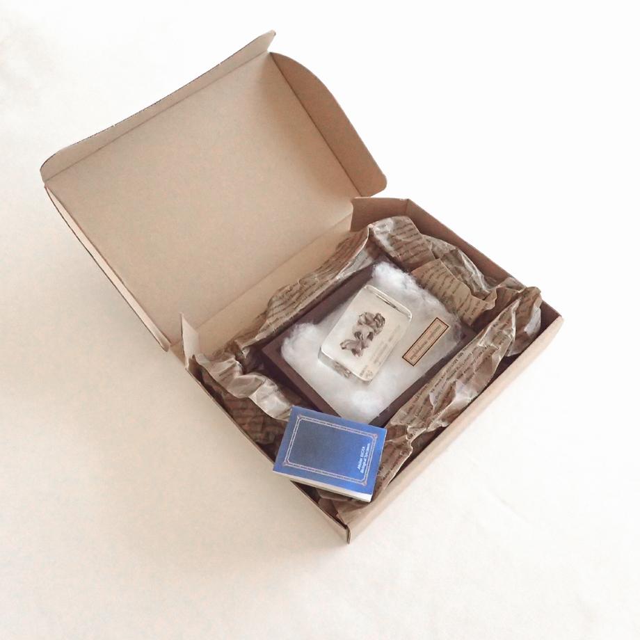 タテジマフジツボ樹脂封入標本 M (木製標本箱入り) | 12枚目