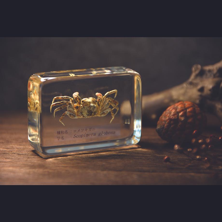 コメツキガニ樹脂封入標本 M (木製標本箱入り) | 14枚目