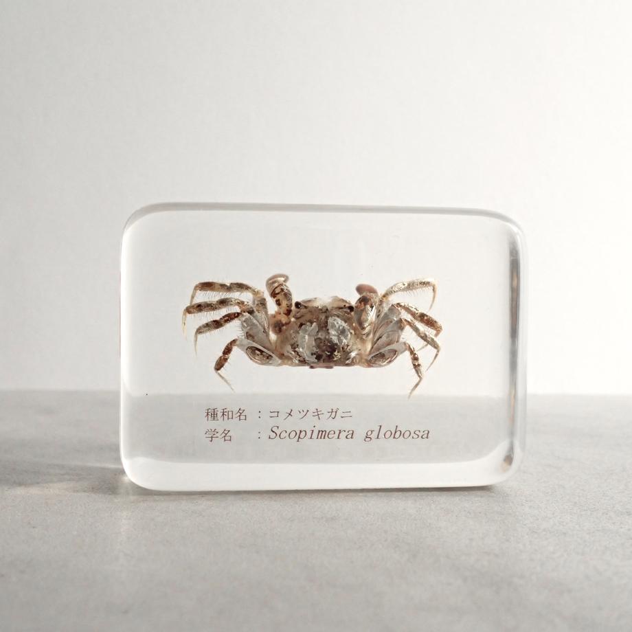 コメツキガニ樹脂封入標本 M (木製標本箱入り)1枚目の画像