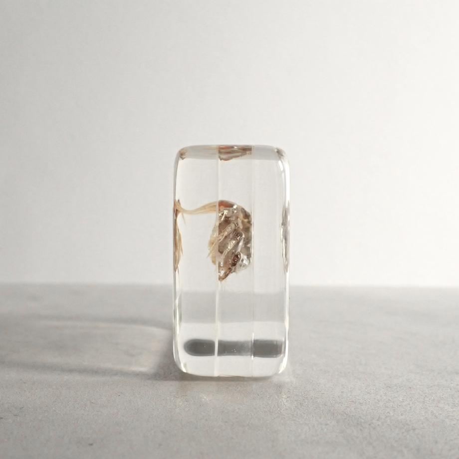 コメツキガニ樹脂封入標本 M (木製標本箱入り) | 3枚目