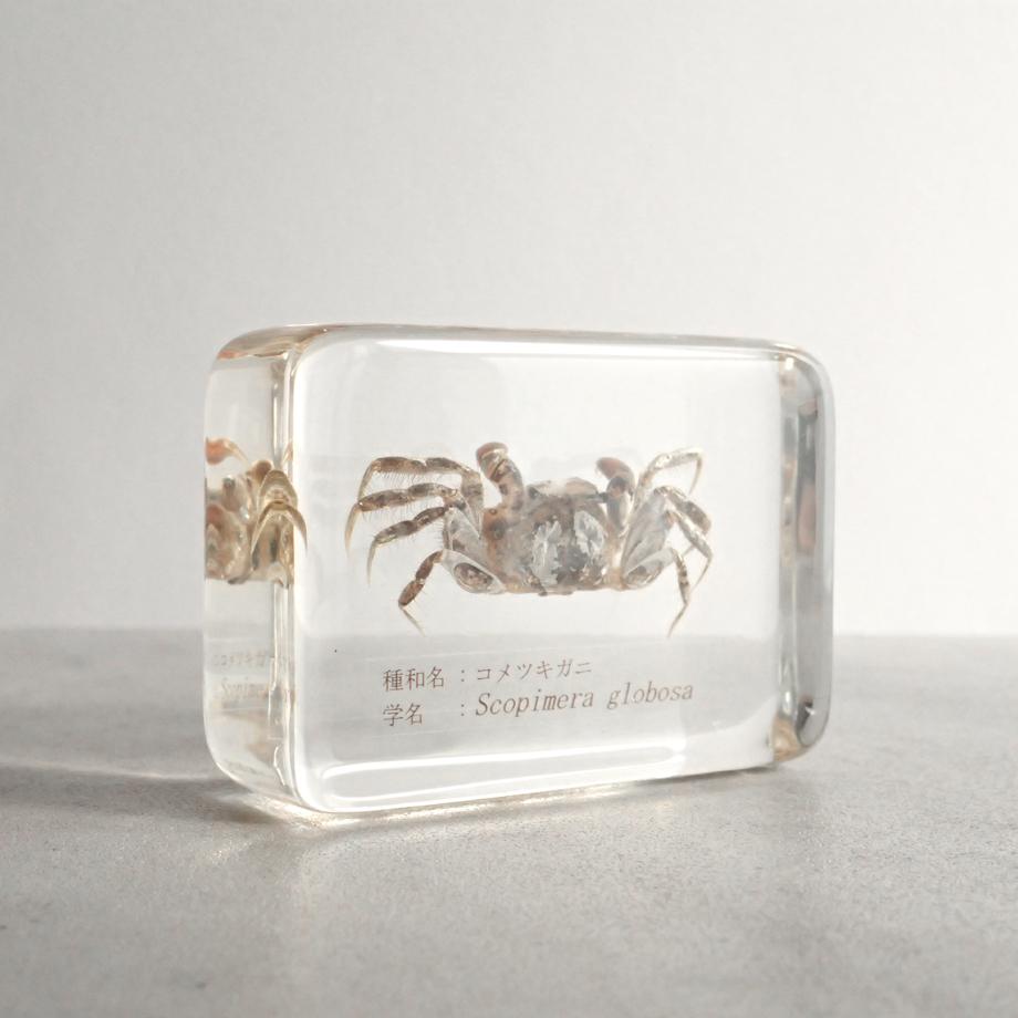 コメツキガニ樹脂封入標本 M (木製標本箱入り) | 4枚目