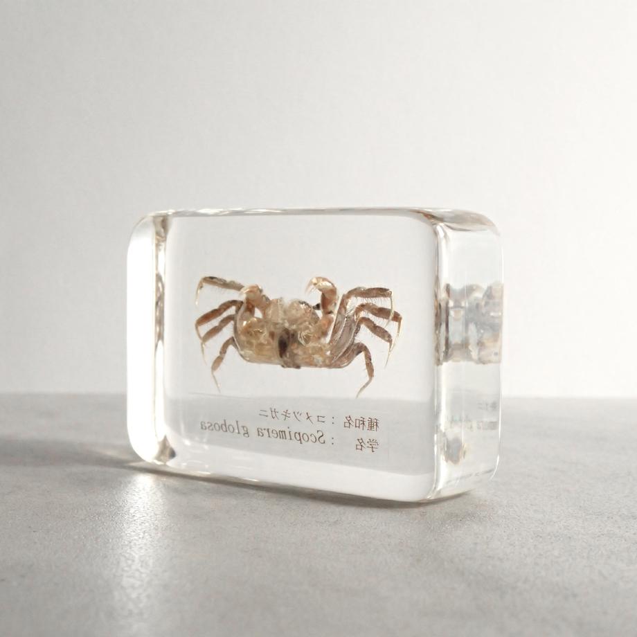 コメツキガニ樹脂封入標本 M (木製標本箱入り) | 5枚目