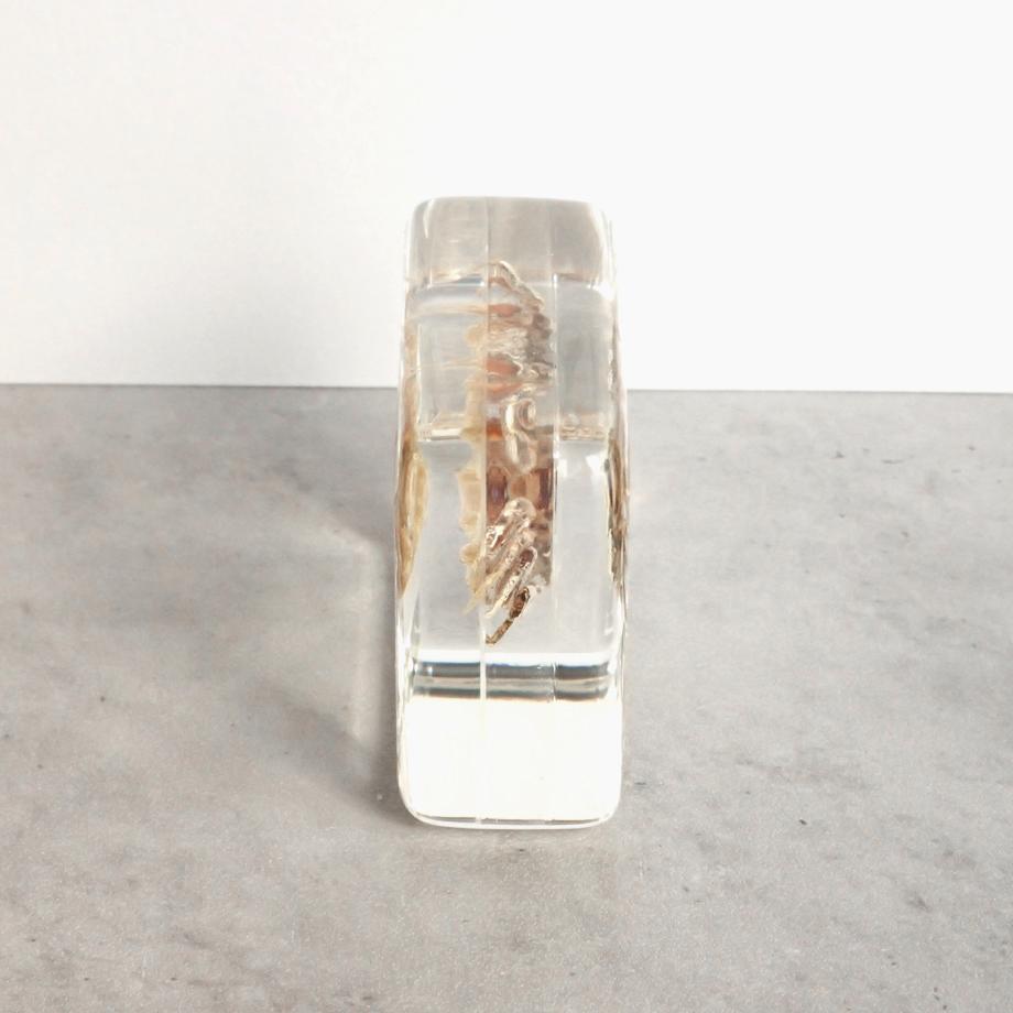 コメツキガニ樹脂封入標本 M (木製標本箱入り) | 6枚目