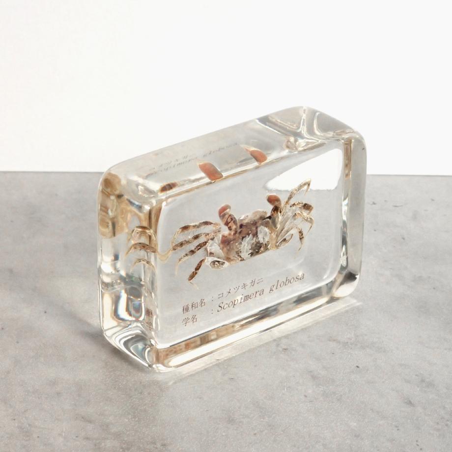コメツキガニ樹脂封入標本 M (木製標本箱入り) | 7枚目