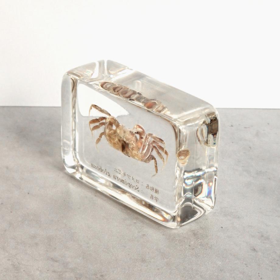 コメツキガニ樹脂封入標本 M (木製標本箱入り) | 8枚目