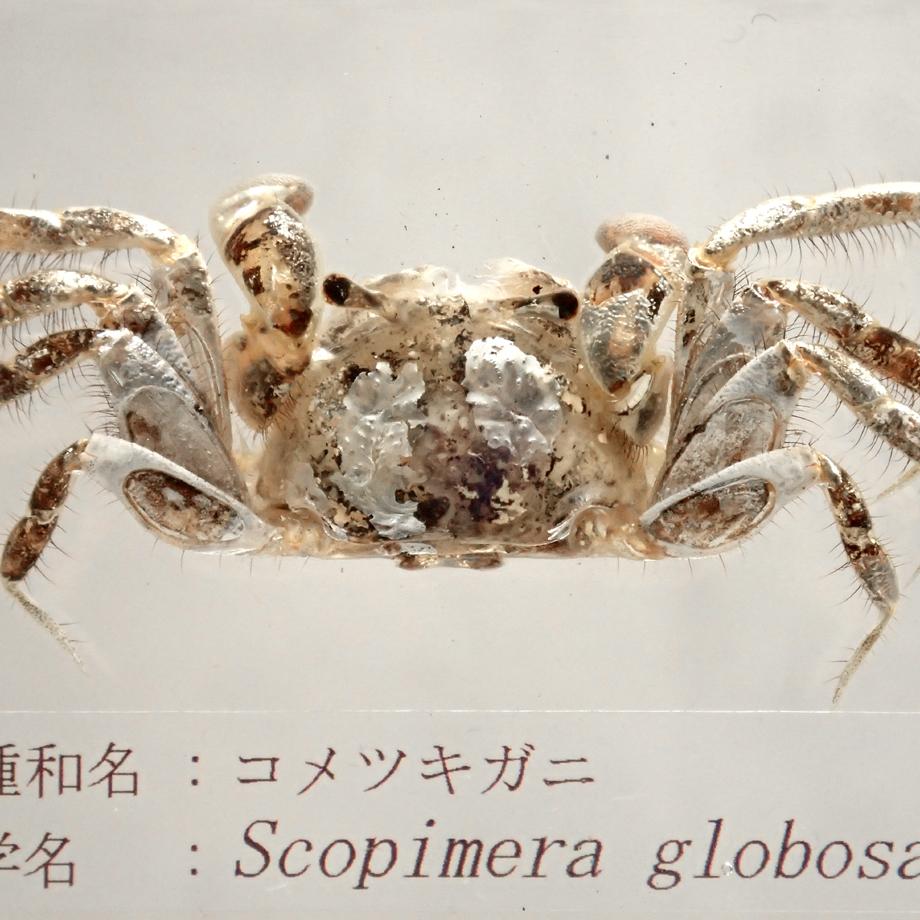 コメツキガニ樹脂封入標本 M (木製標本箱入り) | 9枚目
