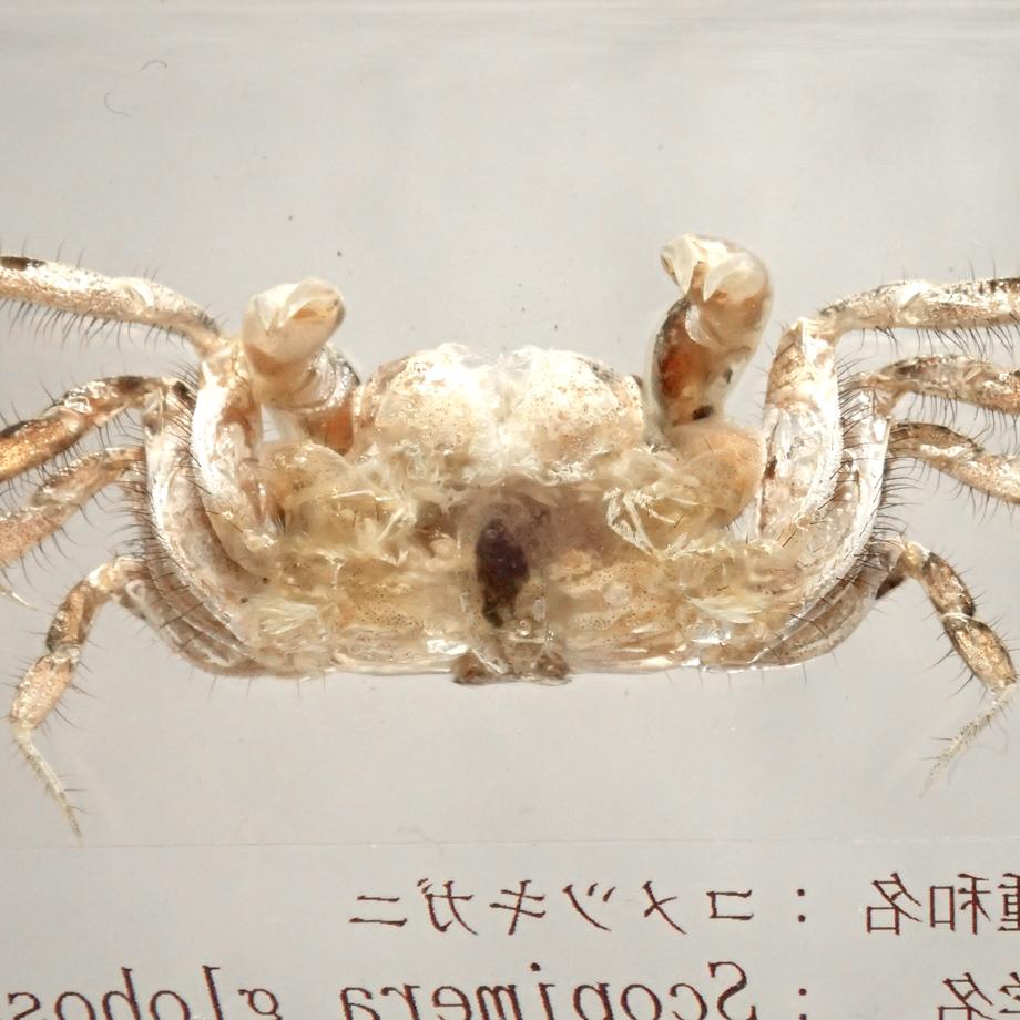 コメツキガニ樹脂封入標本 M (木製標本箱入り) | 10枚目