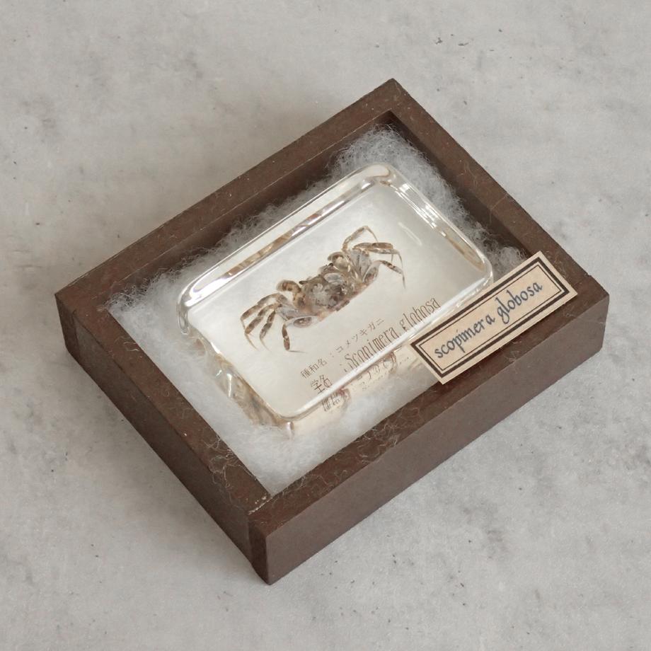 コメツキガニ樹脂封入標本 M (木製標本箱入り) | 11枚目