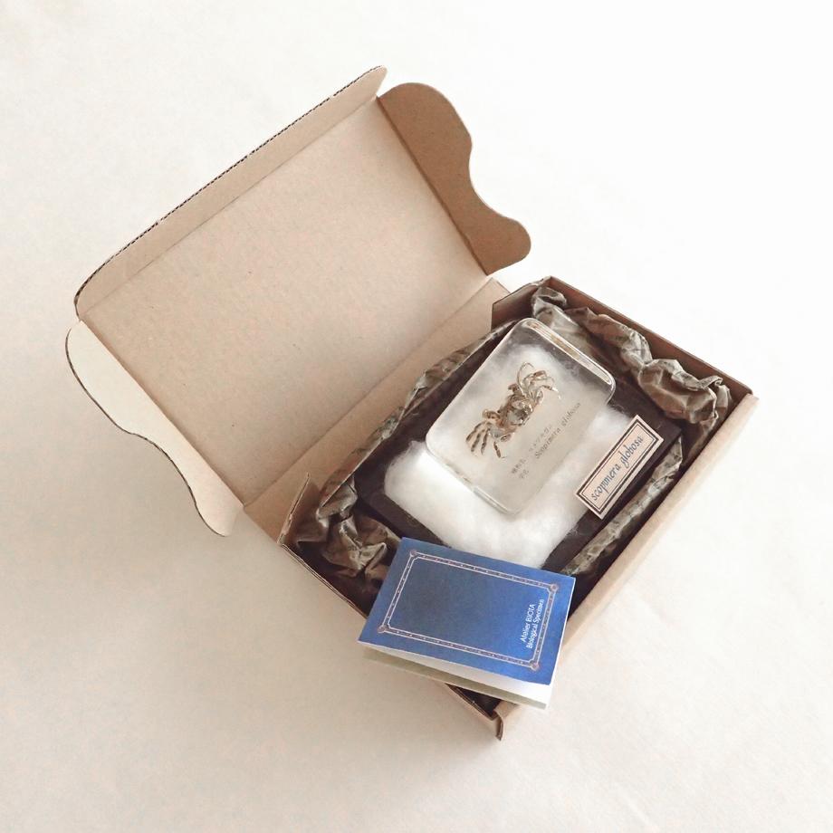 コメツキガニ樹脂封入標本 M (木製標本箱入り) | 12枚目