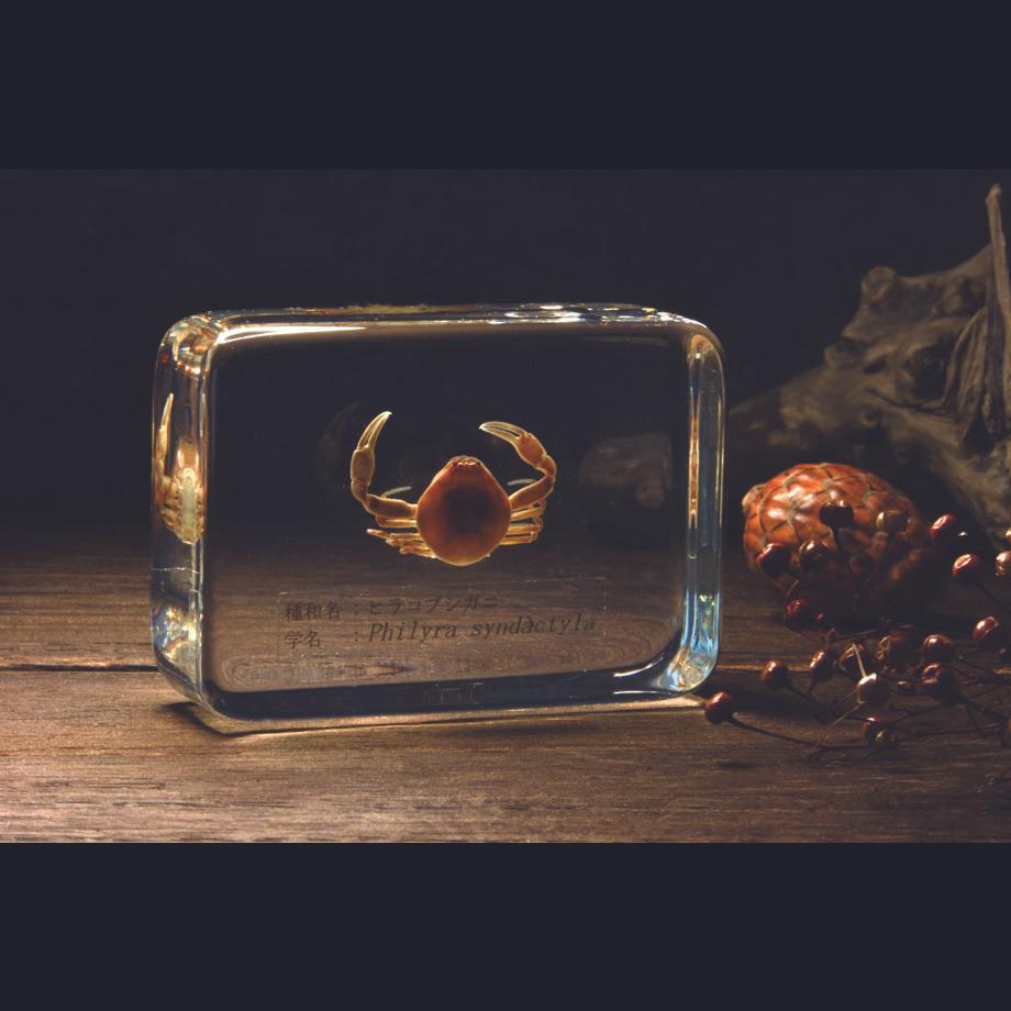 ヒラコブシガニ樹脂封入標本 M (木製標本箱入り) | 15枚目