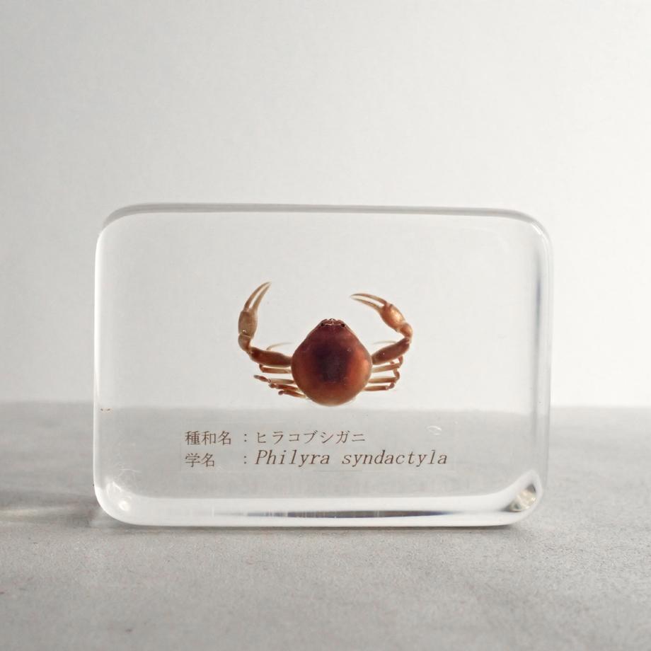 ヒラコブシガニ樹脂封入標本 M (木製標本箱入り) | 5枚目