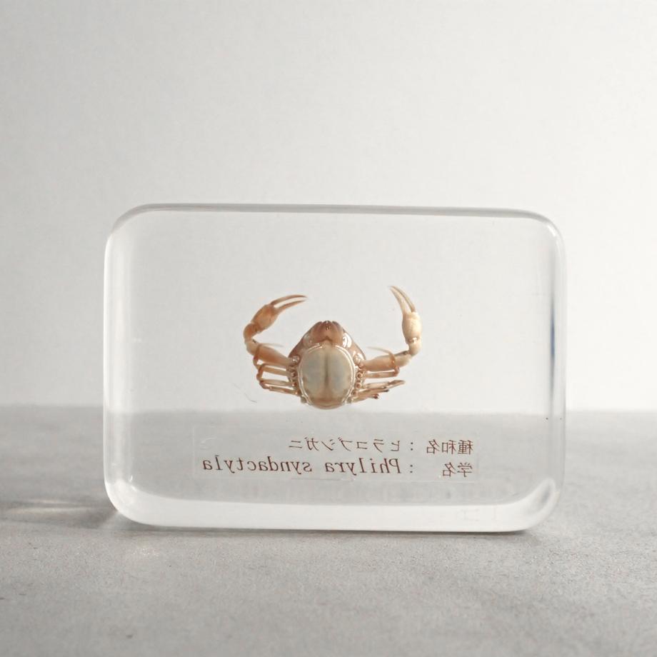 ヒラコブシガニ樹脂封入標本 M (木製標本箱入り) | 6枚目