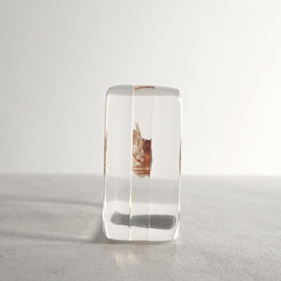 ヒラコブシガニ樹脂封入標本 M (木製標本箱入り) | 7枚目