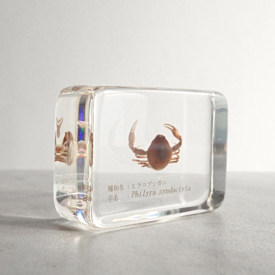 ヒラコブシガニ樹脂封入標本 M (木製標本箱入り) | 8枚目