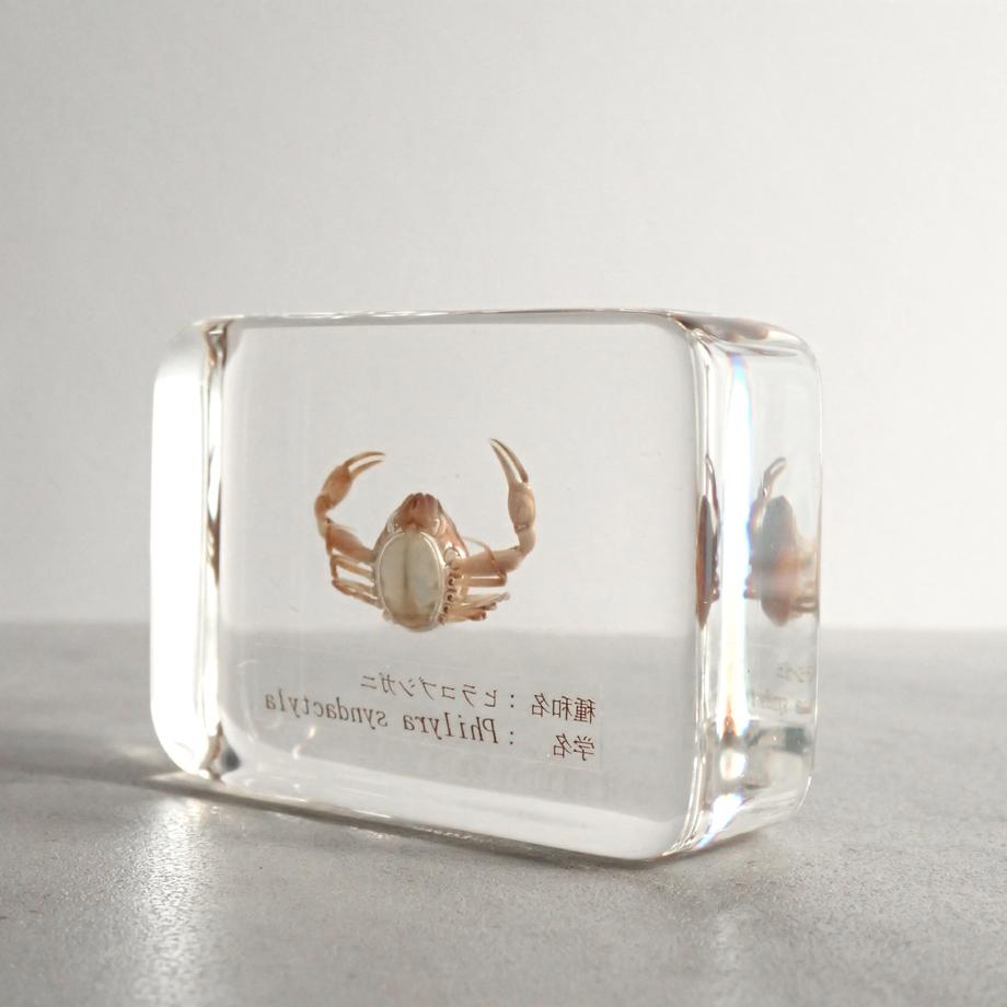 ヒラコブシガニ樹脂封入標本 M (木製標本箱入り) | 9枚目