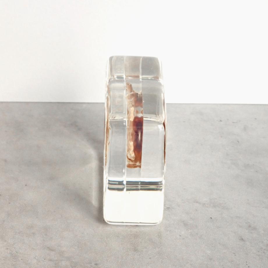 ヒラコブシガニ樹脂封入標本 M (木製標本箱入り) | 10枚目