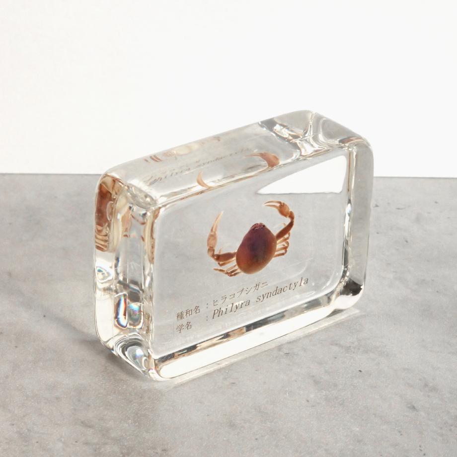 ヒラコブシガニ樹脂封入標本 M (木製標本箱入り) | 11枚目