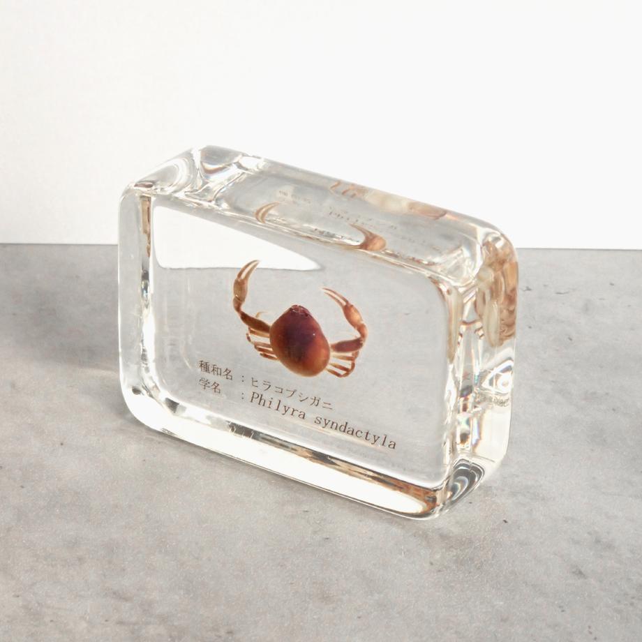 ヒラコブシガニ樹脂封入標本 M (木製標本箱入り) | 12枚目