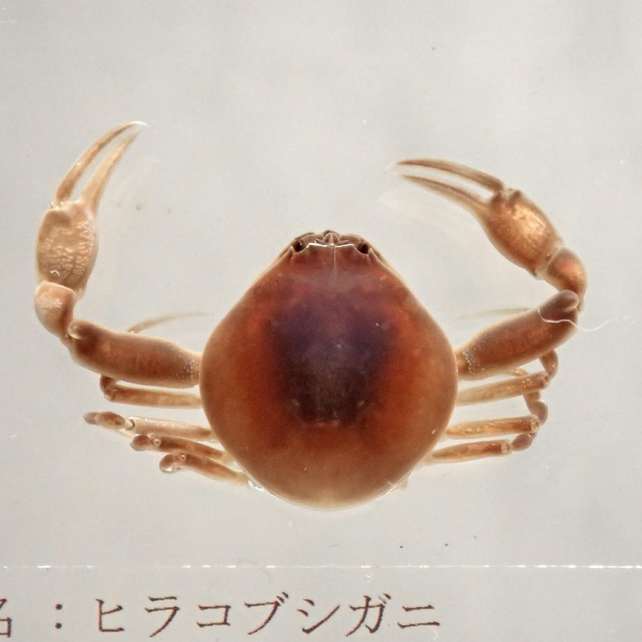 ヒラコブシガニ樹脂封入標本 M (木製標本箱入り) | 13枚目