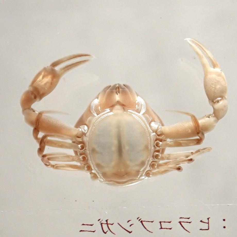 ヒラコブシガニ樹脂封入標本 M (木製標本箱入り) | 14枚目