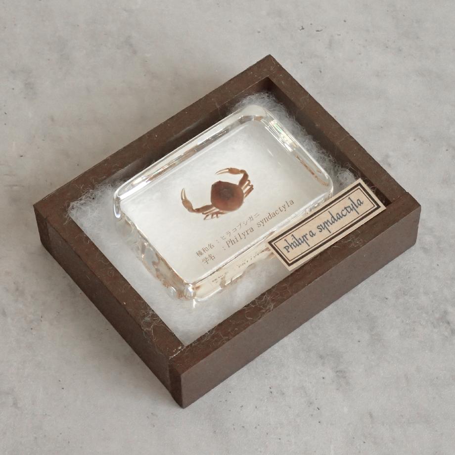 ヒラコブシガニ樹脂封入標本 M (木製標本箱入り) | 16枚目