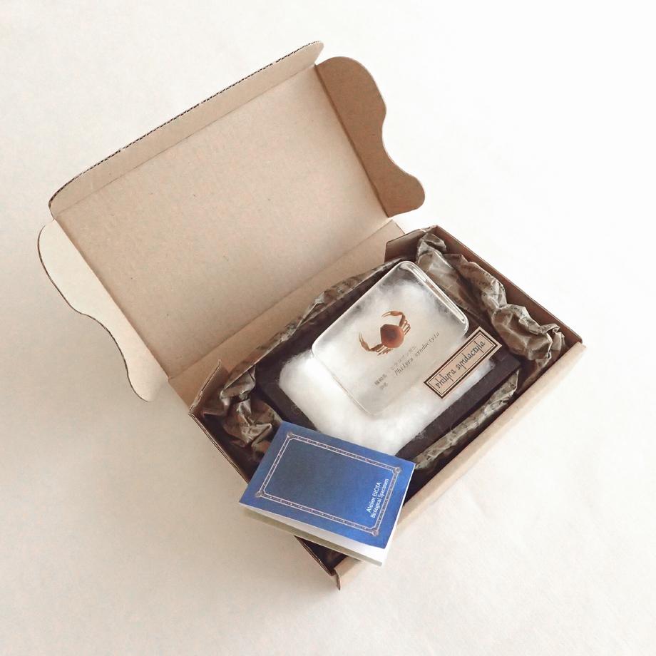 ヒラコブシガニ樹脂封入標本 M (木製標本箱入り) | 17枚目