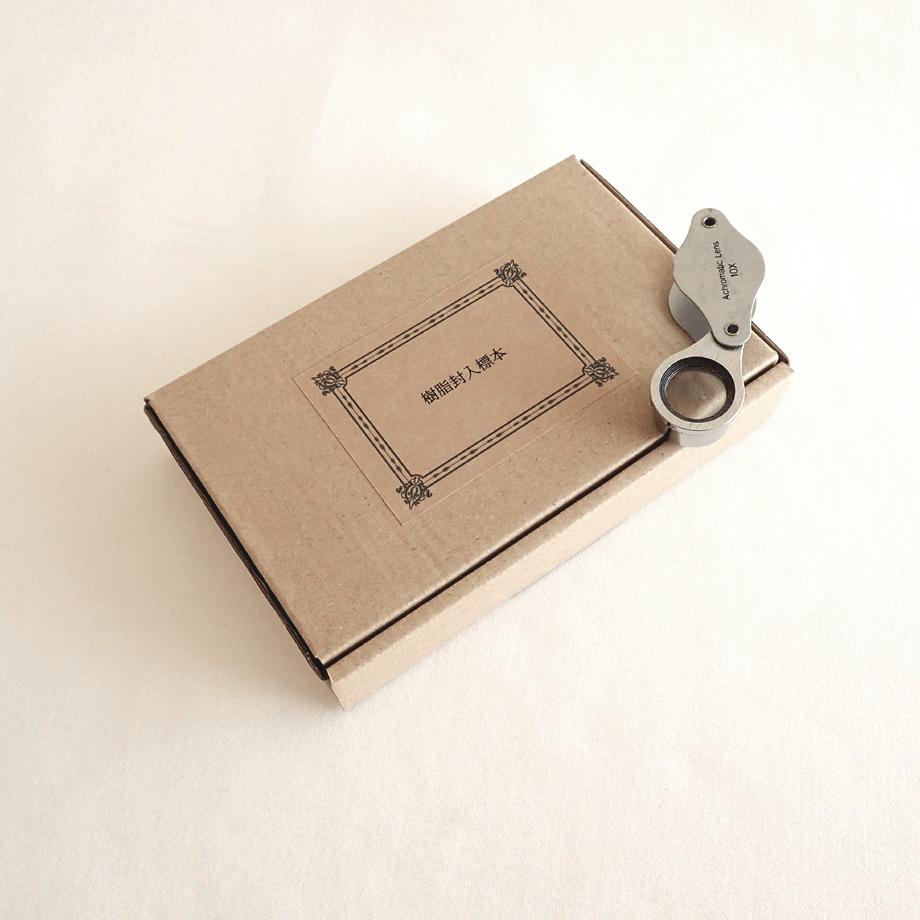 ヒラコブシガニ樹脂封入標本 M (木製標本箱入り) | 18枚目