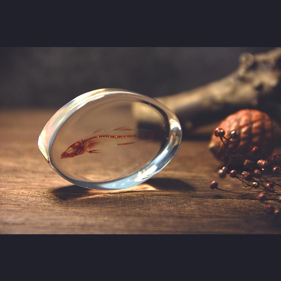 魚類単色染色樹脂封入標本 M (木製標本箱入り) | 14枚目