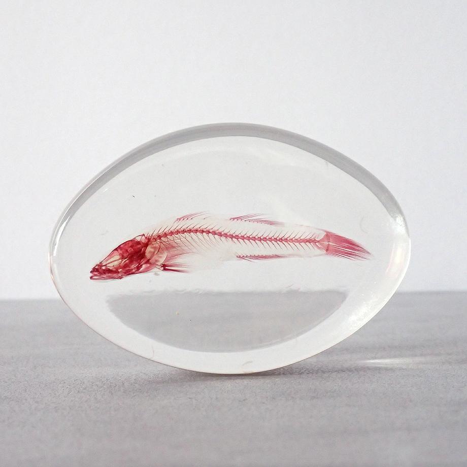 魚類単色染色樹脂封入標本 M (木製標本箱入り)1枚目の画像