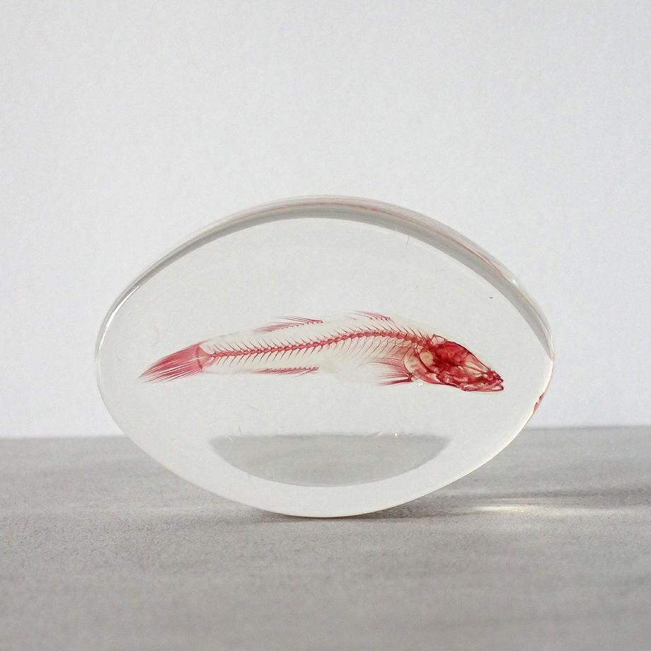 魚類単色染色樹脂封入標本 M (木製標本箱入り) | 2枚目