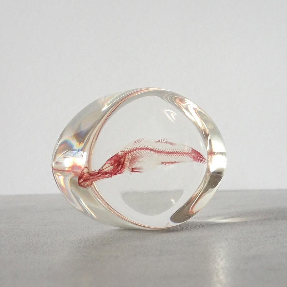 魚類単色染色樹脂封入標本 M (木製標本箱入り) | 4枚目