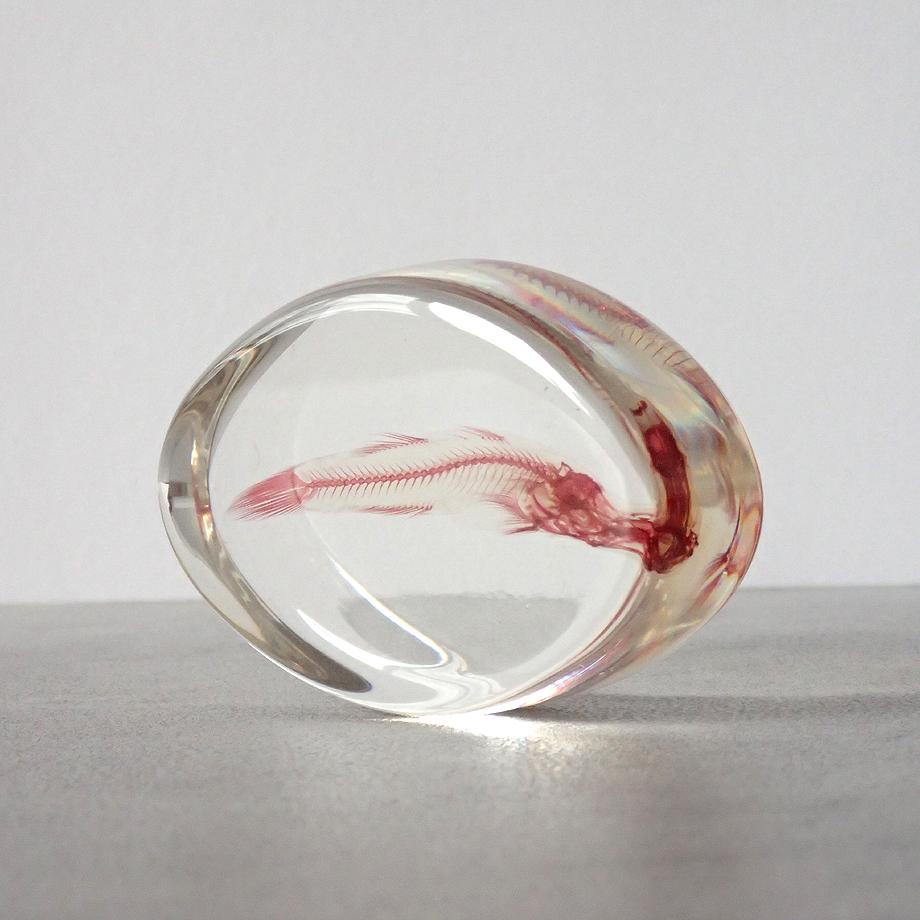 魚類単色染色樹脂封入標本 M (木製標本箱入り) | 5枚目