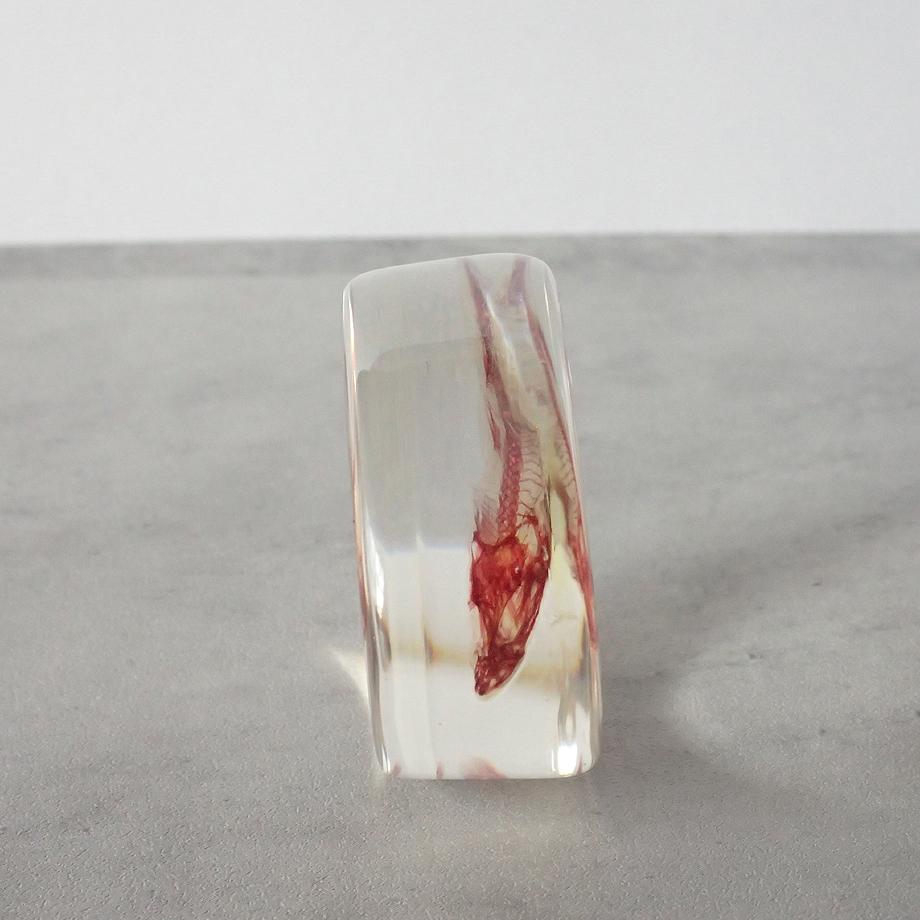 魚類単色染色樹脂封入標本 M (木製標本箱入り) | 6枚目