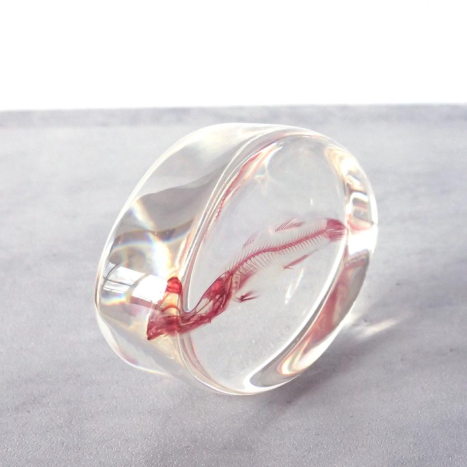 魚類単色染色樹脂封入標本 M (木製標本箱入り) | 7枚目