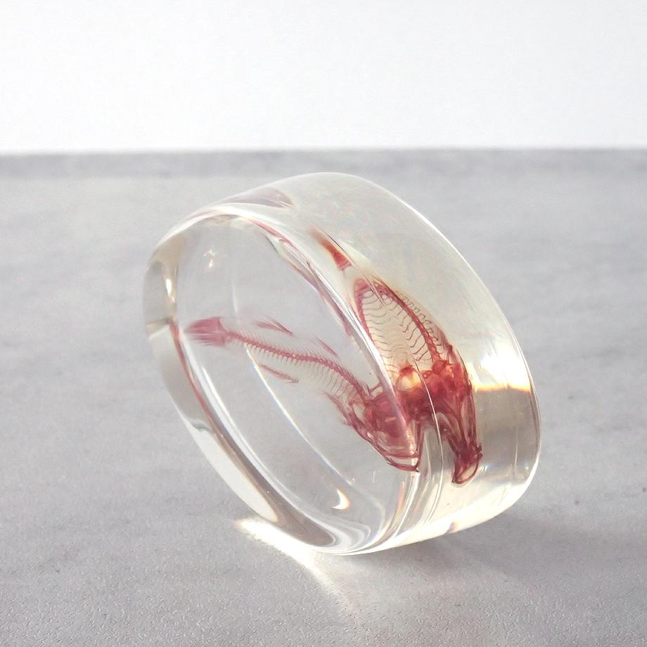 魚類単色染色樹脂封入標本 M (木製標本箱入り) | 8枚目