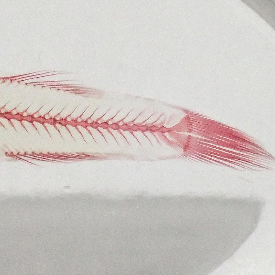 魚類単色染色樹脂封入標本 M (木製標本箱入り) | 10枚目