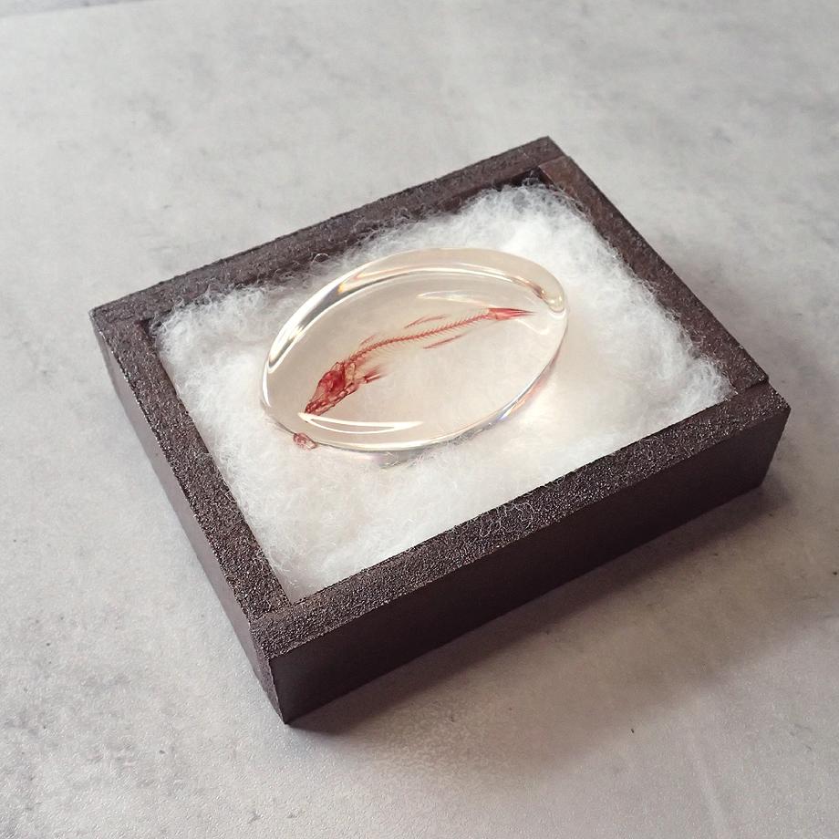 魚類単色染色樹脂封入標本 M (木製標本箱入り) | 11枚目