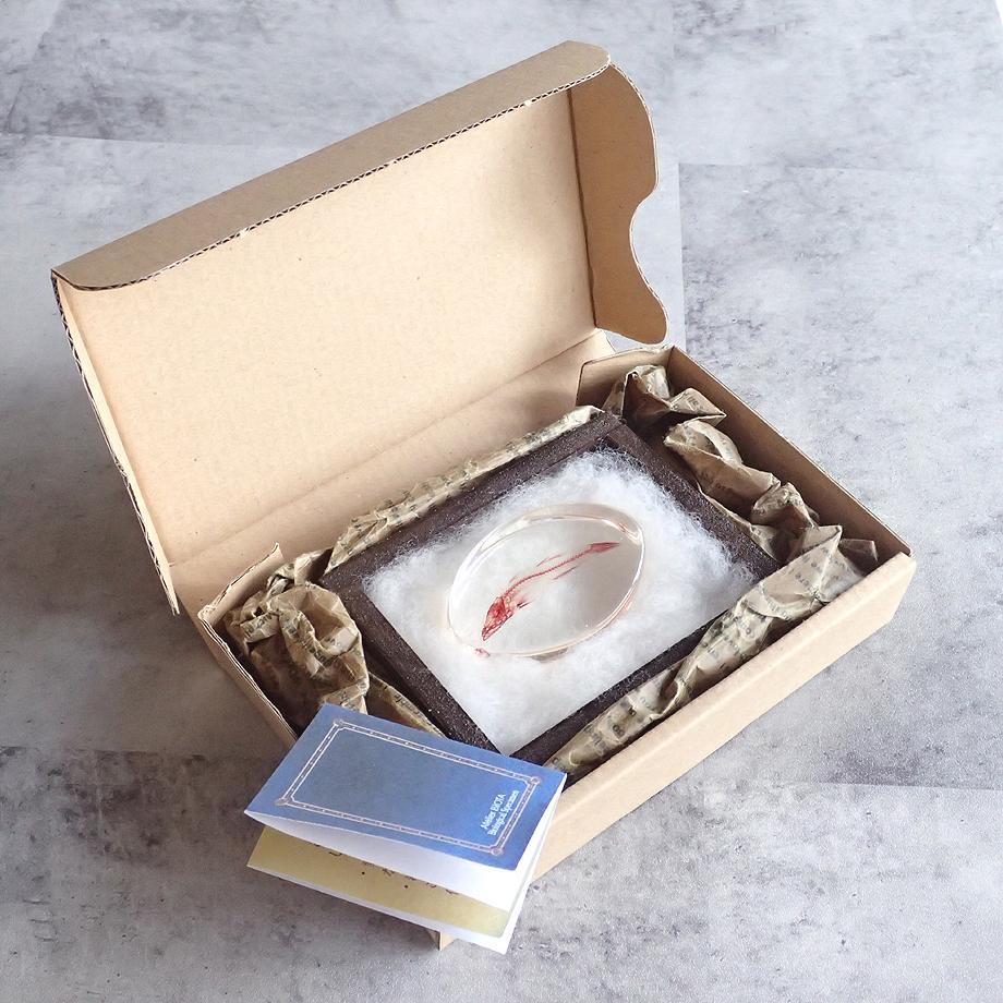 魚類単色染色樹脂封入標本 M (木製標本箱入り) | 12枚目