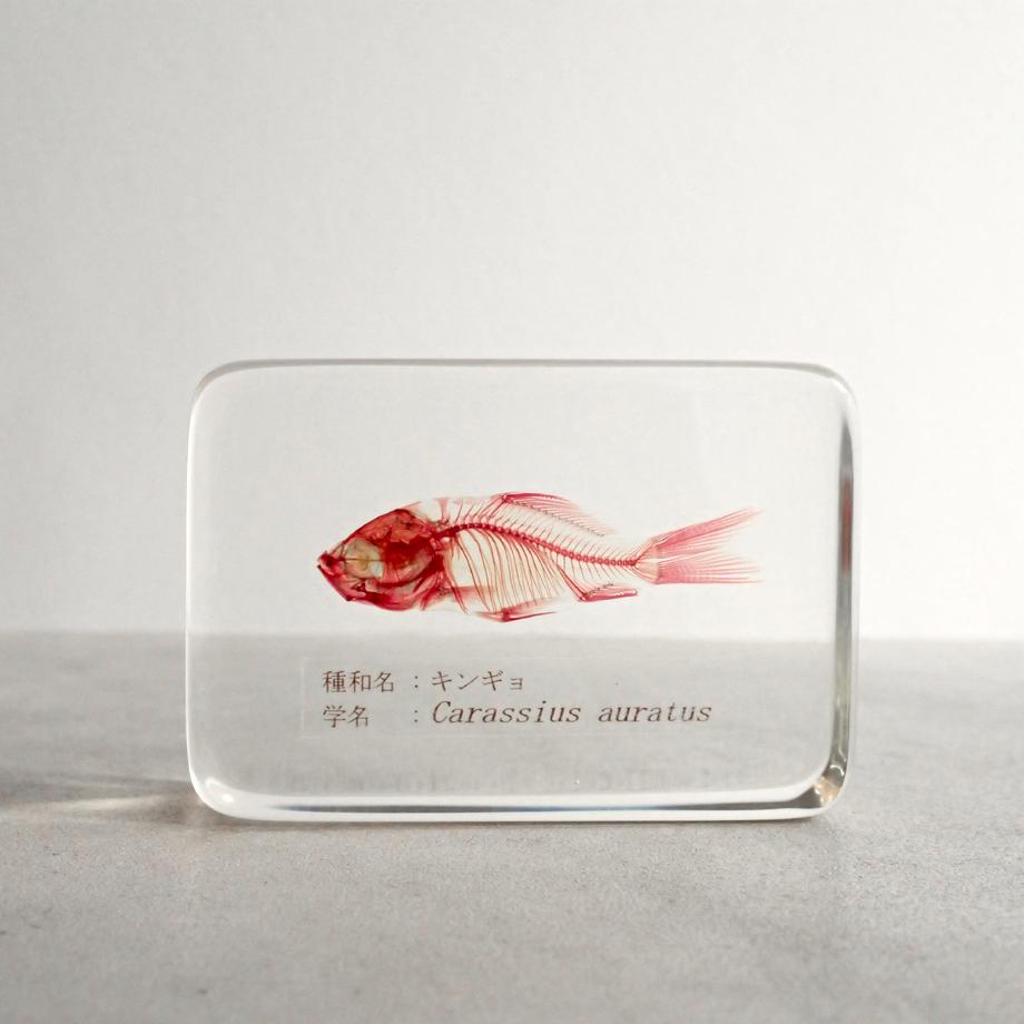 キンギョ単色染色樹脂封入標本 M (木製標本箱入り)1枚目の画像