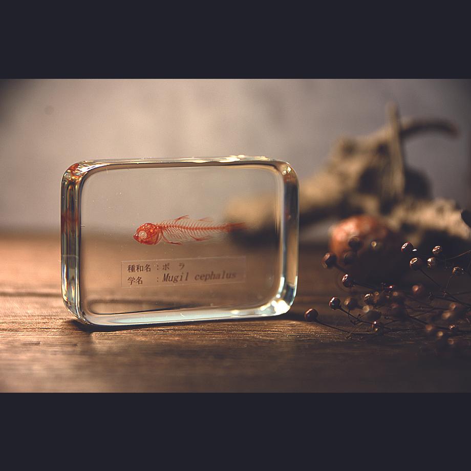 ボラ単色染色樹脂封入標本 M (木製標本箱入り) | 18枚目