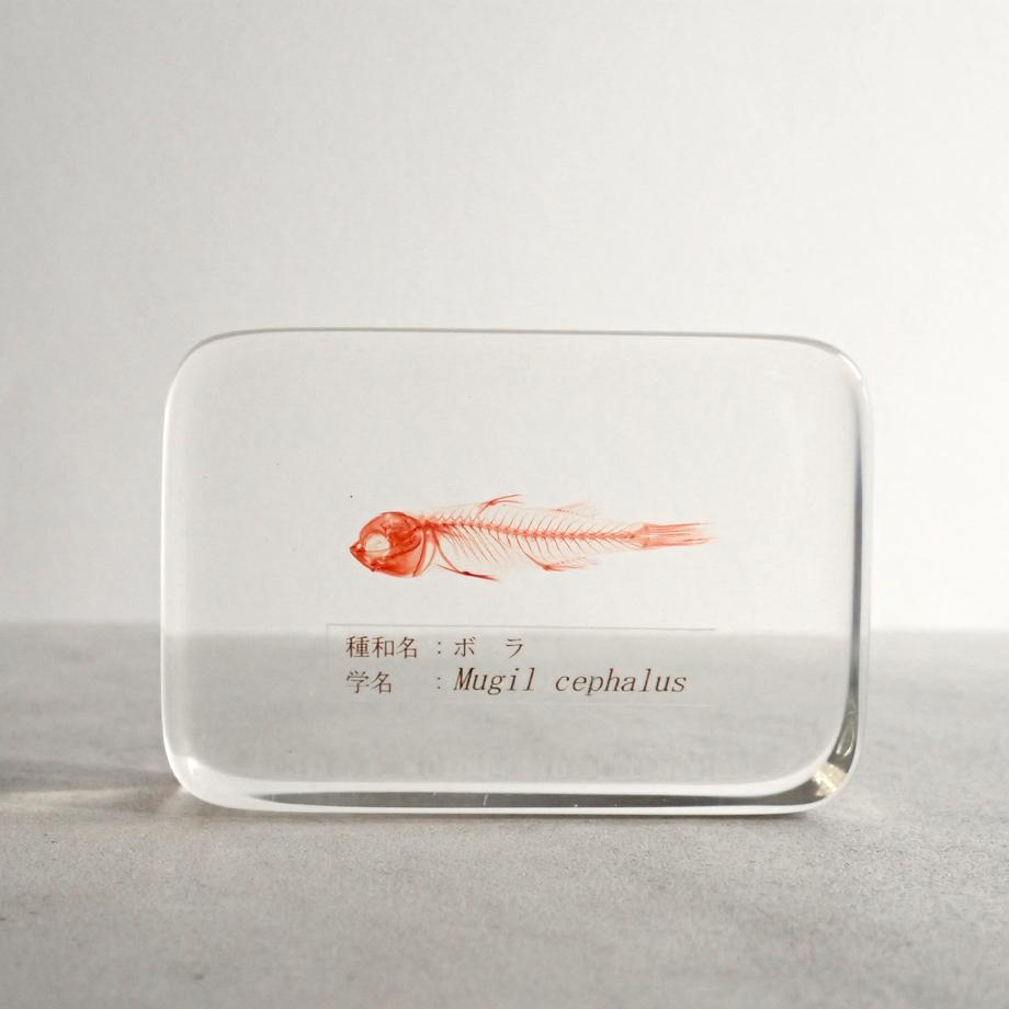 ボラ単色染色樹脂封入標本 M (木製標本箱入り) | 5枚目