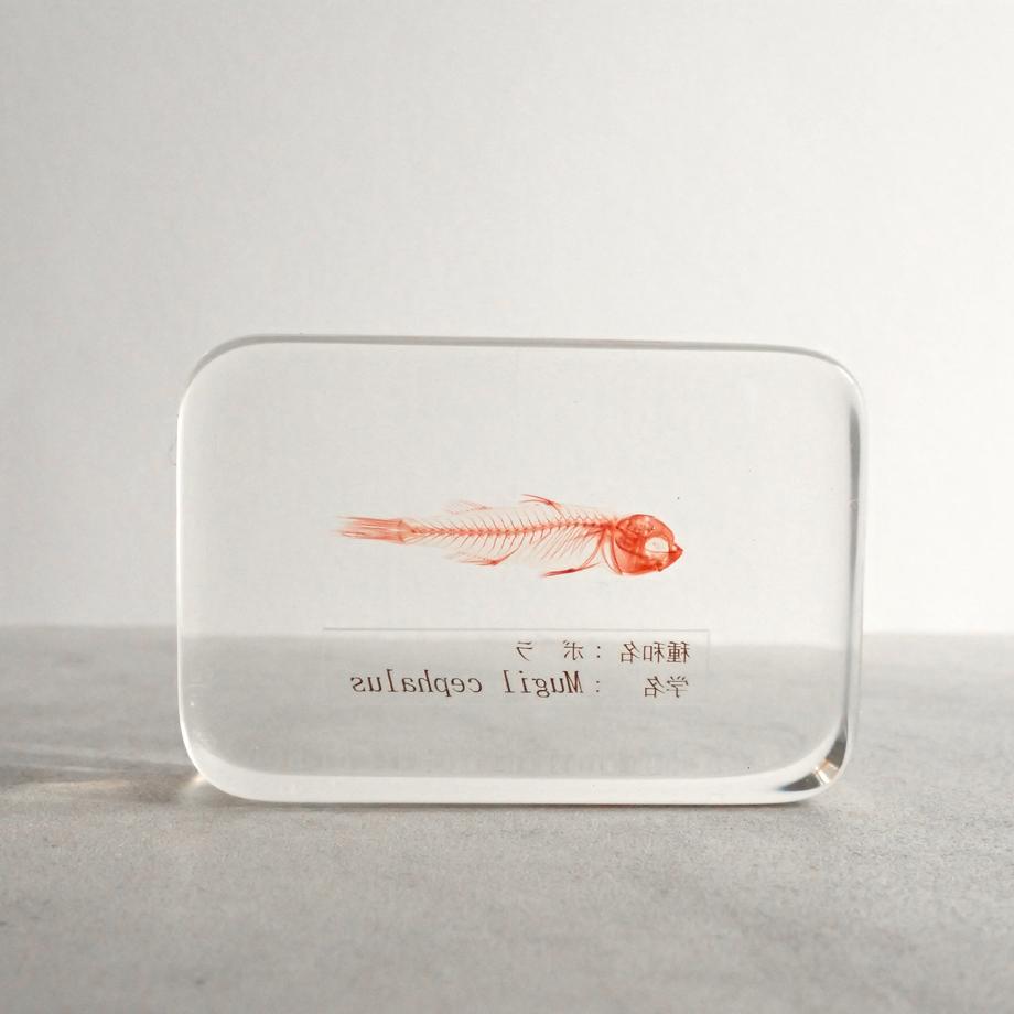 ボラ単色染色樹脂封入標本 M (木製標本箱入り) | 6枚目