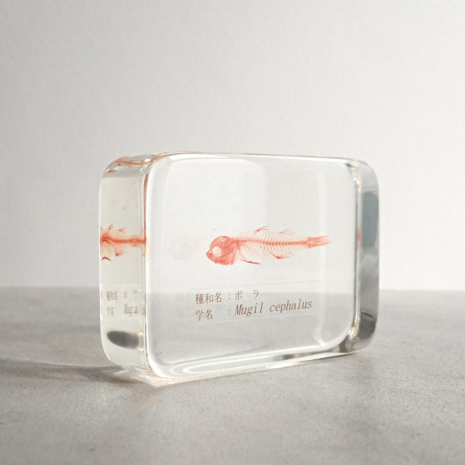 ボラ単色染色樹脂封入標本 M (木製標本箱入り) | 8枚目