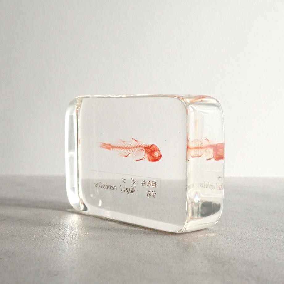 ボラ単色染色樹脂封入標本 M (木製標本箱入り) | 9枚目