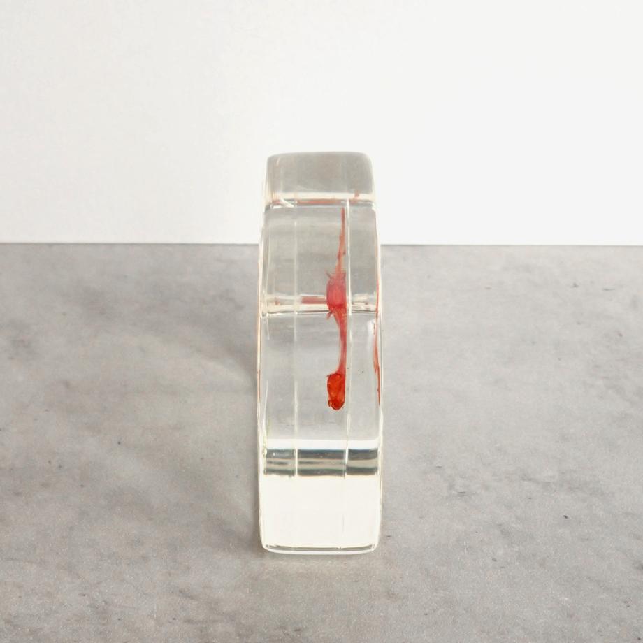 ボラ単色染色樹脂封入標本 M (木製標本箱入り) | 10枚目